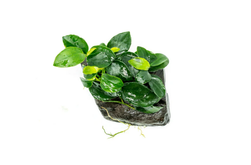 ANUBIAS BARTERI PETITE ROUND ON LAVA STONE