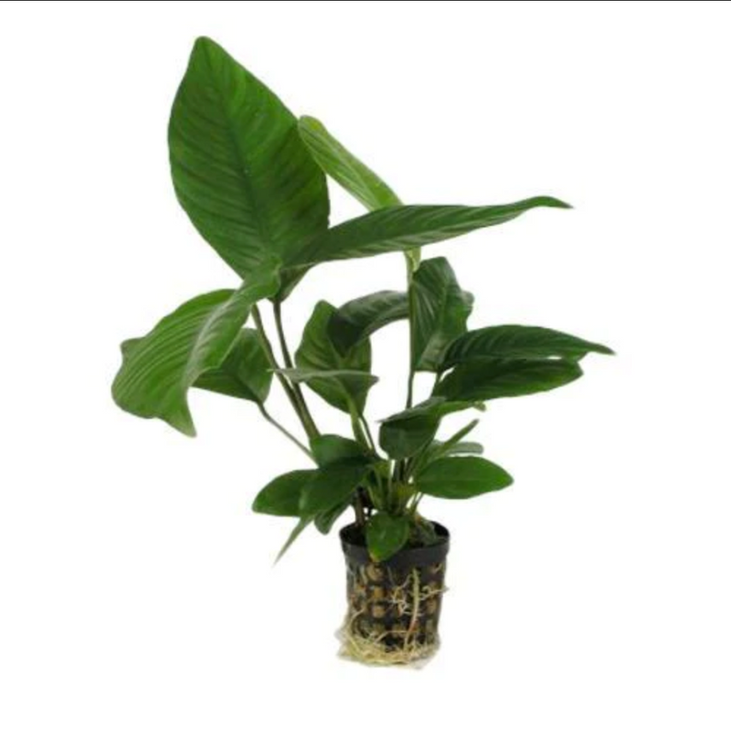 ANUBIAS HETEROPHYLLA XL LOOSE