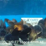 Live Fancy Goldfish Premium Select Our Choice Short Body SMALL BREED Black Thai Oranda GROW UP TO 2.5-3.5'' BODY (CGF-027)