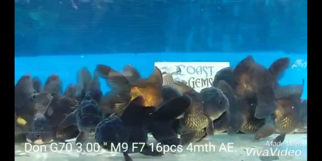 Live Fancy Goldfish Premium Select Our Choice Short Body SMALL BREED Black Thai Oranda GROW UP TO 2.5-3.5'' BODY (CGF-027)