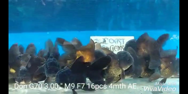 Live Fancy Goldfish Premium Select Our Choice Short Body SMALL BREED Black Thai Oranda GROW UP TO 2.5-3.5'' BODY (CGF-027)