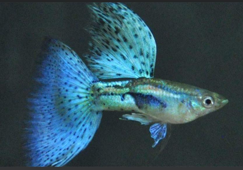 Live Fancy Guppy Fish Premium Quality Blue Grass High Dorsal (CGP-024)