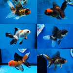 Live Fancy Goldfish Premium Select  Our Choice Thai Premium Select Oranda 2'' Body (CGF)