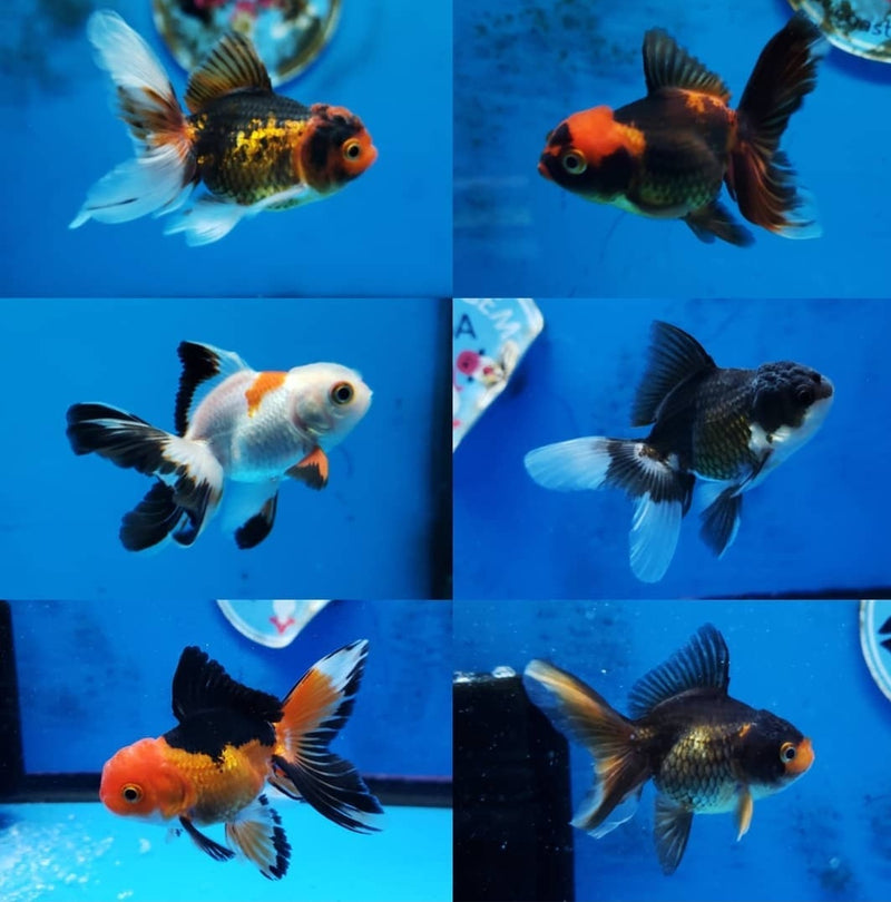 Live Fancy Goldfish Premium Select  Our Choice Thai Premium Select Oranda 2'' Body (CGF)