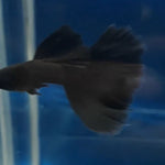 Live Fancy Guppy Fish Premium Quality Full Black Moscow (CGP-017) - Coast Gem USA