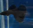 Live Fancy Guppy Fish Premium Quality Full Black Moscow (CGP-017) - Coast Gem USA