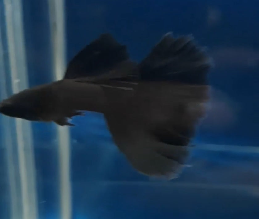 Live Fancy Guppy Fish Premium Quality Full Black Moscow (CGP-017) - Coast Gem USA