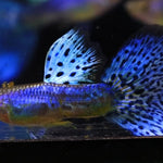 Live Fancy Guppy Fish Premium Quality Lazuri Blue Grass (CGP-105)