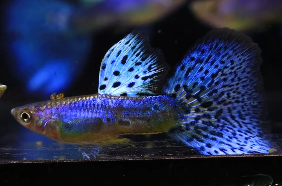 Live Fancy Guppy Fish Premium Quality Lazuri Blue Grass (CGP-105)