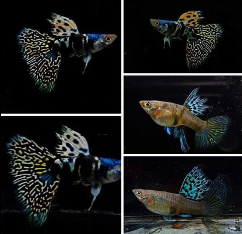 Yellow Tiger King Cobra Guppy