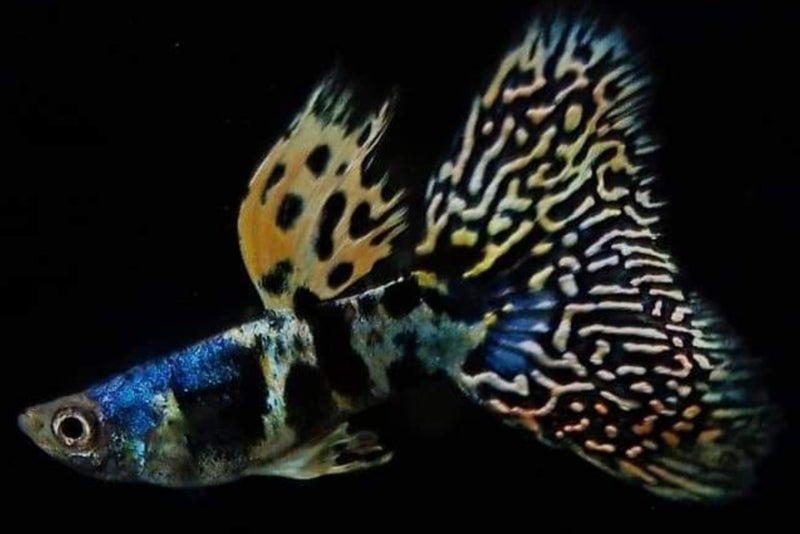 1 PAIR - Live Aquarium Guppy Fish High Quality - King Cobra 1 PAIR - Live Aquarium Guppy Fish High Quality - King Cobra