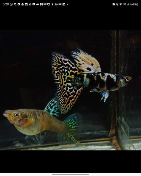 Yellow Tiger King Cobra Guppy