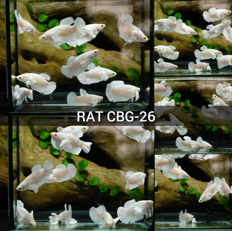 Betta Fish Pegasus White Platinum Dumbo Ear Halfmoon | BUY 4 GET 1 FREE! (CBG-029)