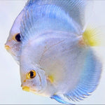 (DISCUS-06) Blue Diamond Discus
