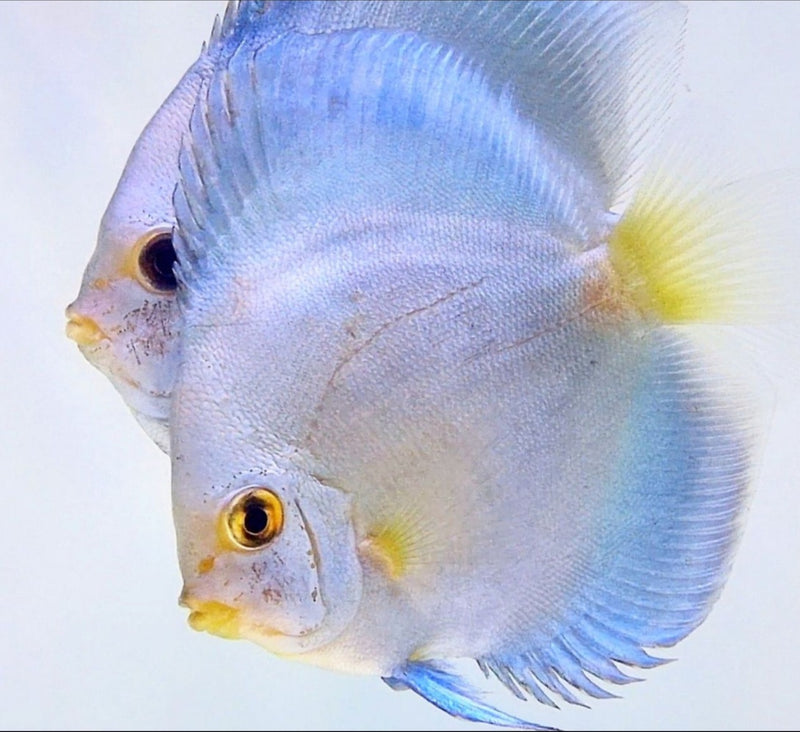 (DISCUS-06) Blue Diamond Discus