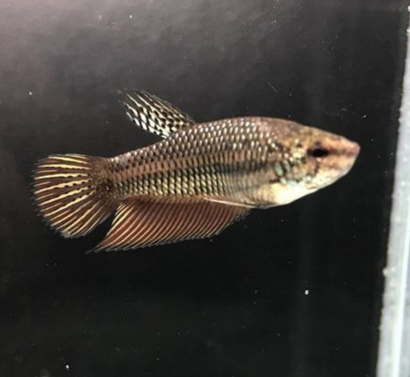 Live Betta Fish Wild Smaragdina Blue or Green | BUY 4 GET 1 FREE! (CBG-040)