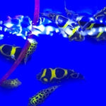 Live Freshwater Puffer Figure 8 Puffer