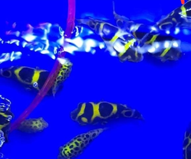 Live Freshwater Puffer Figure 8 Puffer