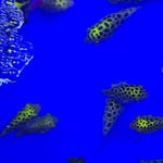 Live Freshwater Puffer Green Spotted Puffer (Tetraodon Nigroviridis)