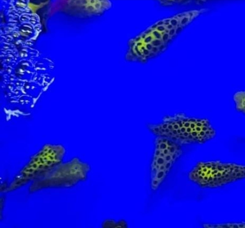 Live Freshwater Puffer Green Spotted Puffer (Tetraodon Nigroviridis)