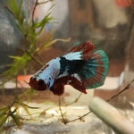 (CGU-00)Big tail Fancy Betta Male