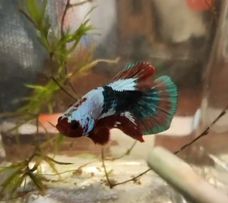 (CGU-00)Big tail Fancy Betta Male