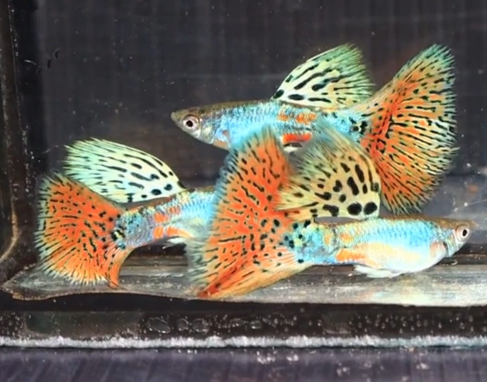 Siam Lazuri Blue/Red Grass guppy
