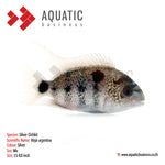 Live Freshwater Aquarium American Silver Cichlid (Vieja Argentea) (CHD-106)