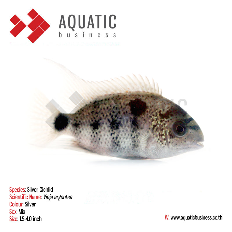 Live Freshwater Aquarium American Silver Cichlid (Vieja Argentea) (CHD-106)