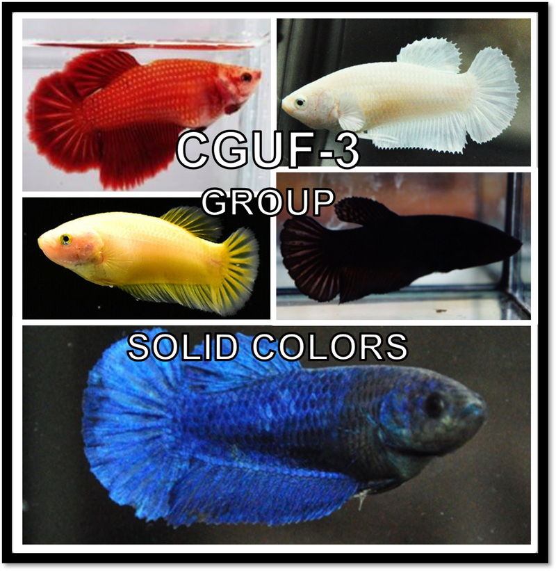 Live Betta Fish Mixed Solid Color Plakat Sorority Group | BUY 4 GET 1 FREE! (CBG-003) R7A02