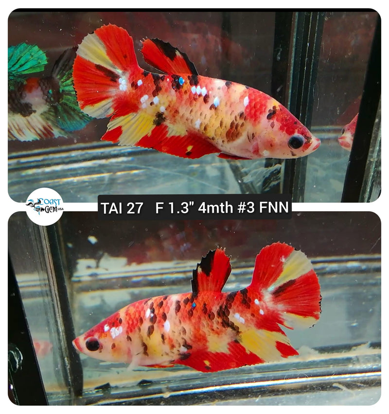 (TAI-27) Fire Nemo Galaxy Plakat Female Betta