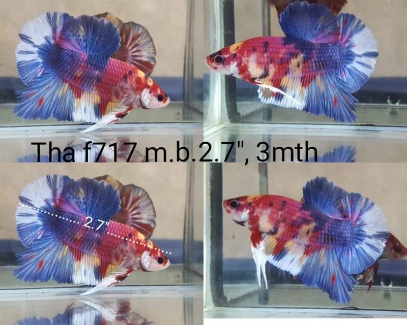 C062 (THA-717) Galaxy Candy Giant Male Betta
