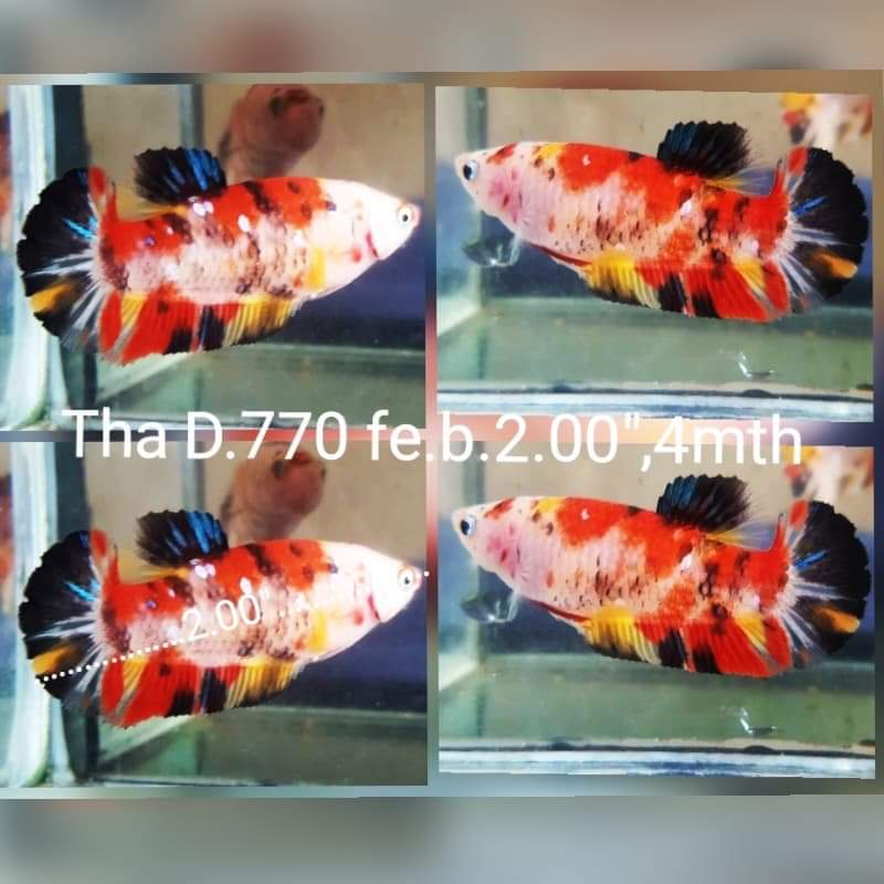 C061(THA-770) Nemo Galaxy Giant Female Betta