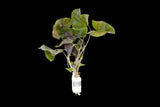 Red Tiger Lotus- (Dwarf Aquarium Lily)- EASY RED Aquarium Plant