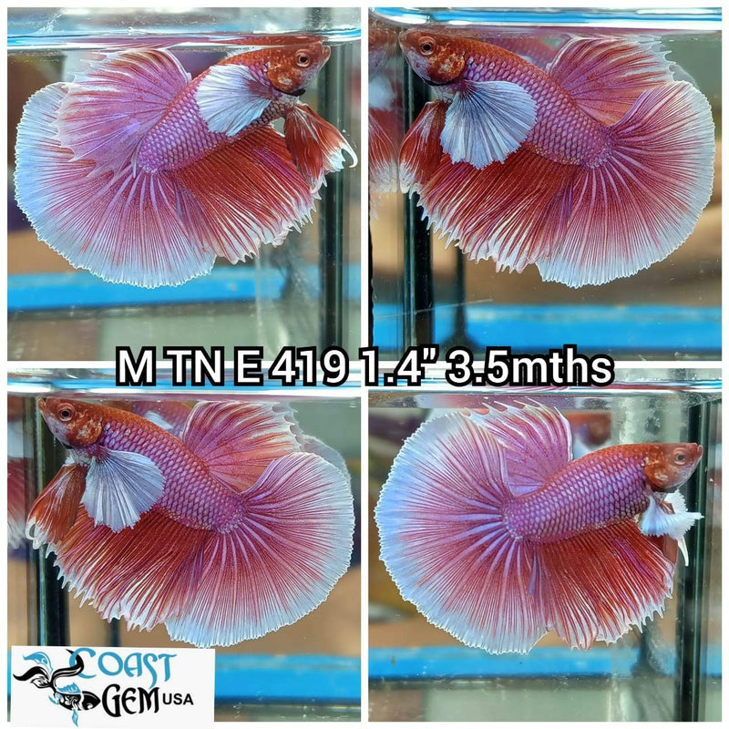 J(TN-419)Lavender Fancy Dumbo Halfmoon Male Betta