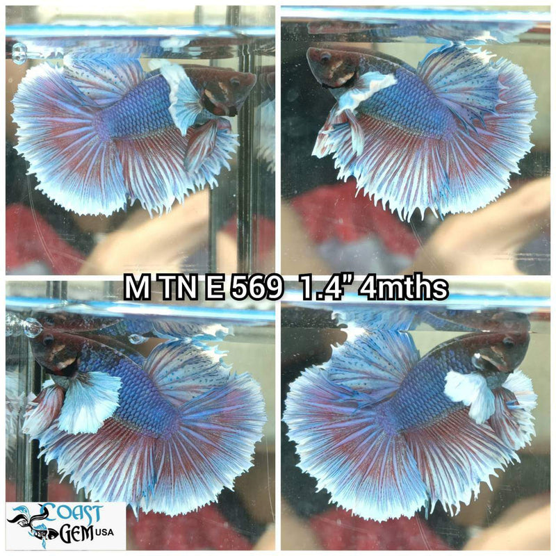 J182(TN-569) Purple Fancy Dumbo Ear Halfmoon Male Betta