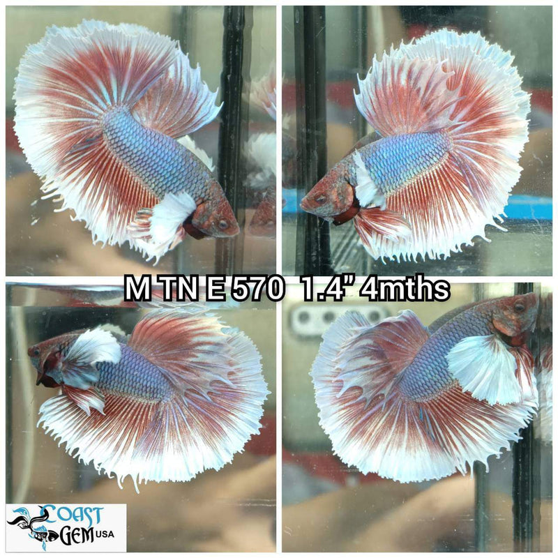 J183(TN-570) Copper Red Fancy Dumbo Ear Halfmoon Male Betta