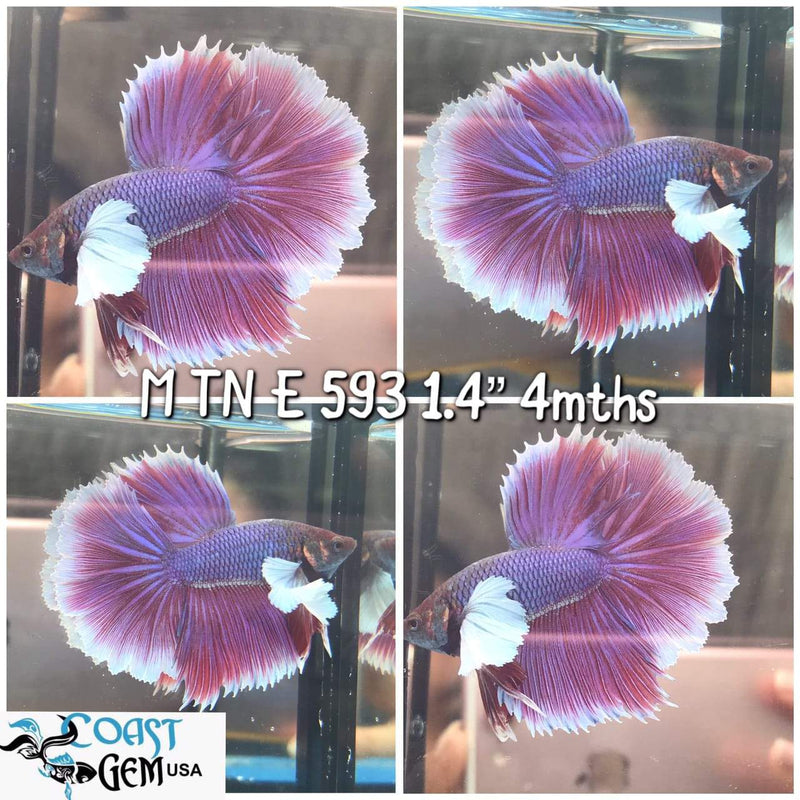 J137(TN-593) Lavender Fancy Dumbo Ear Halfmoon Male Betta