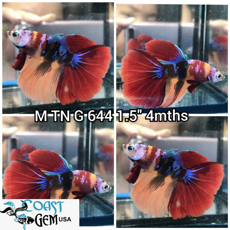 J188(TN-644) Nemo Galaxy Halfmoon Male Betta