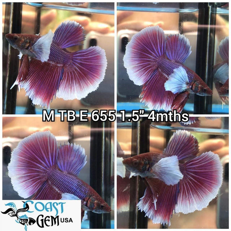 C405(TN-655) Lavender Fancy Dumbo Halfmoon Male Betta