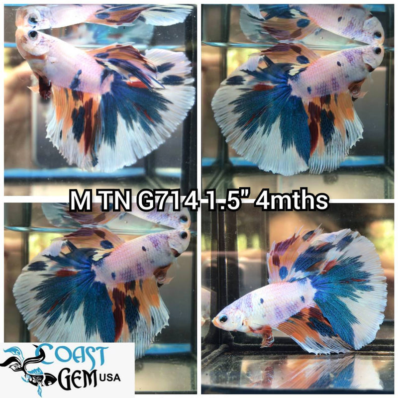 C448(TN-714) Candy Dragon Halfmoon Male Betta