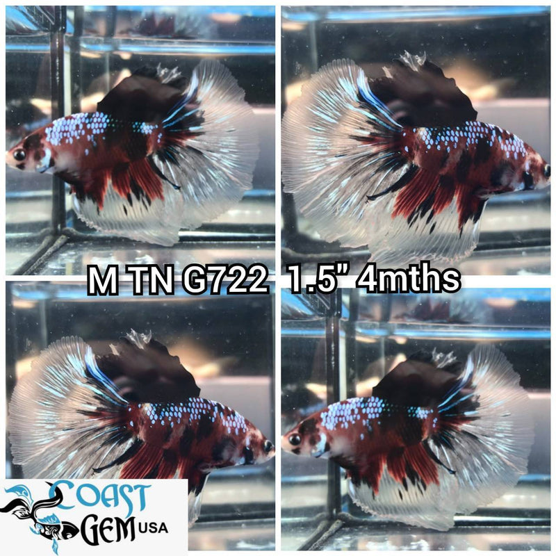 C450(TN-722) Red Galaxy Halfmoon Male Betta