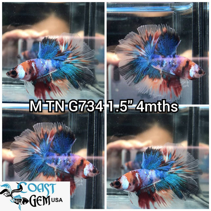 C454(TN-734) Galaxy Multicolor Halfmoon Male Betta