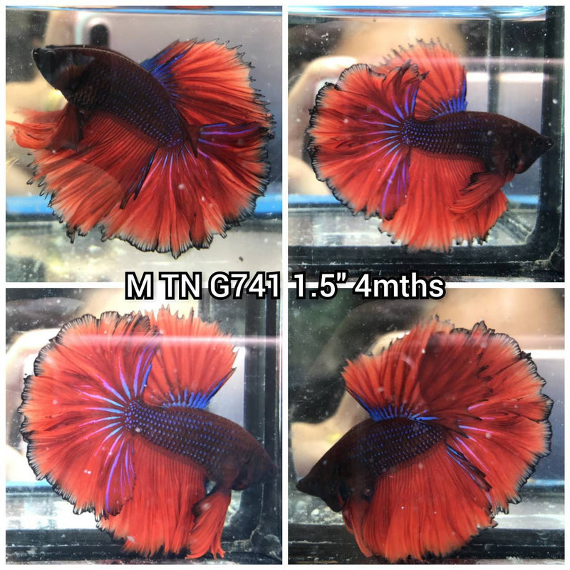 C456(TN-741) Red Fancy Rose Tail Halfmoon Male Betta