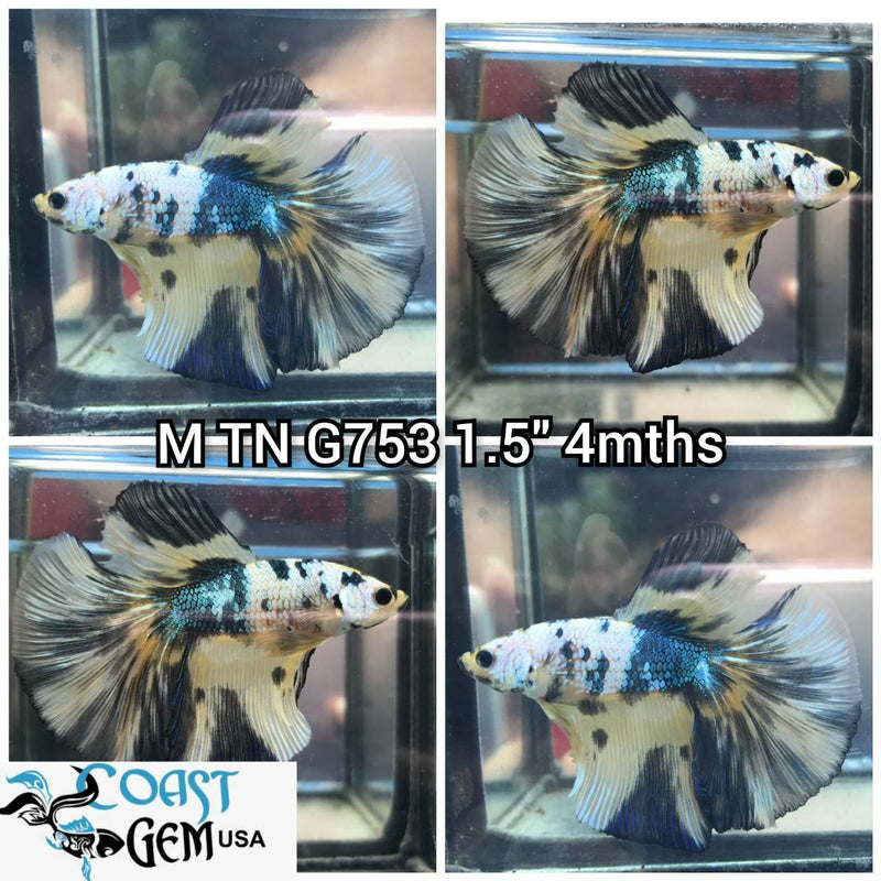 c450(TN-753) Yellow Galaxy Halfmoon Male Betta