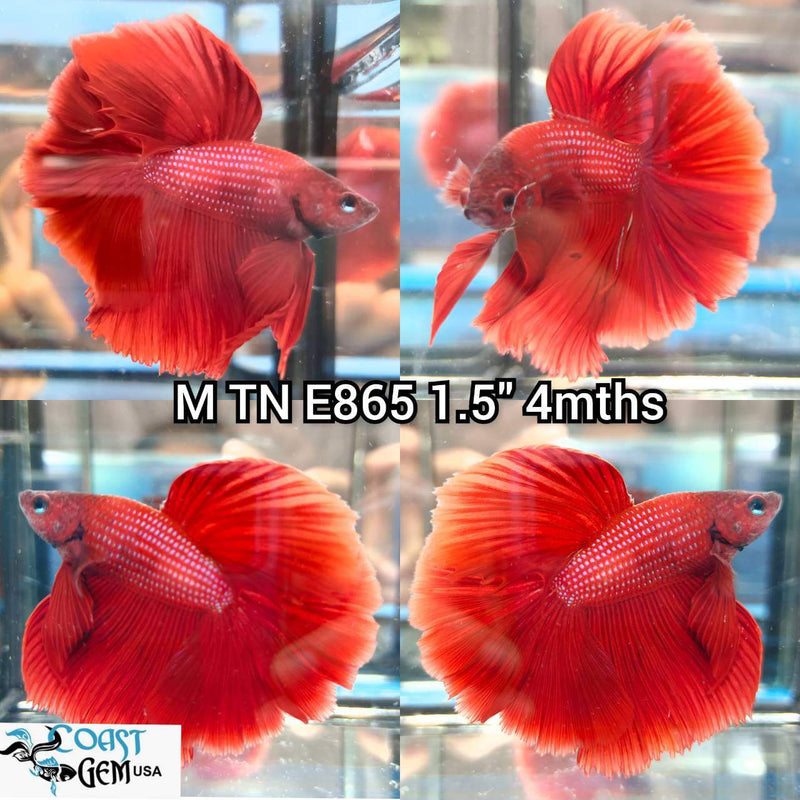 (TN-865) Super Red Halfmoon Male Betta
