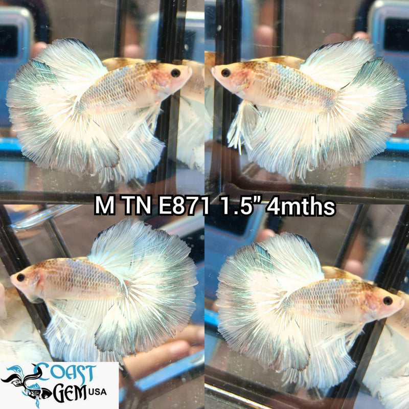 (TN-871) Marble Fancy Halfmoon Male Betta