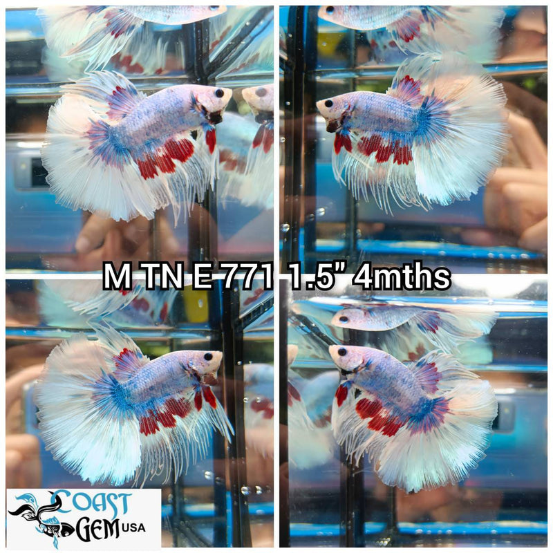 (TN-E771) Red Fancy Dumbo Ear Halfmoon Male Betta