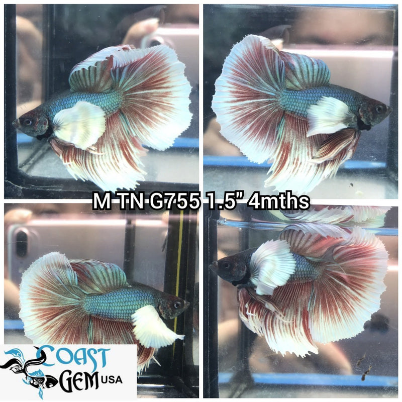(TN-755) SO88 Copper Fancy Dumbo Halfmoon Male Betta