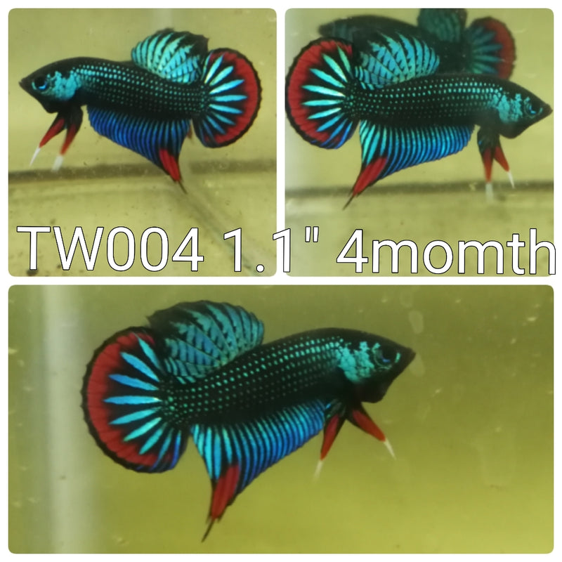 Green Imbellis Wild Male Betta (TW-4M)P 10/130